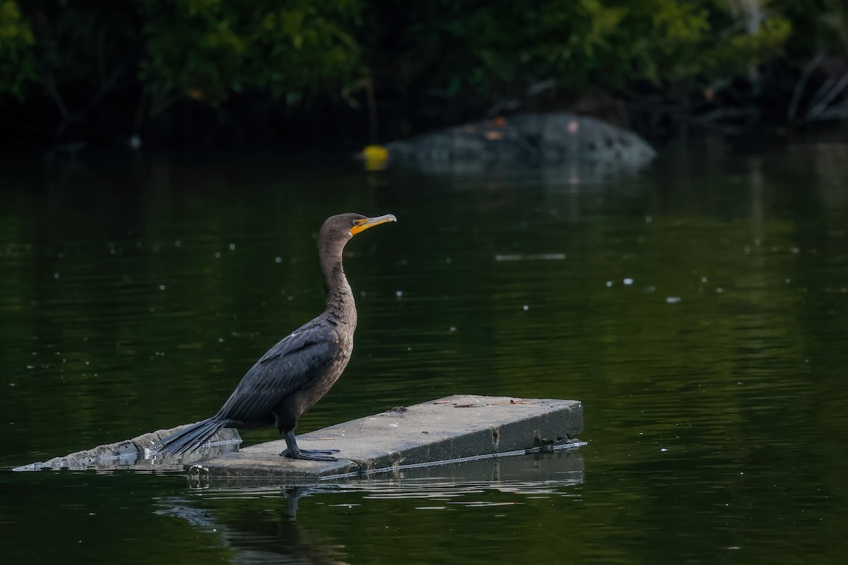 Double-crested Cormorant - ML646529504