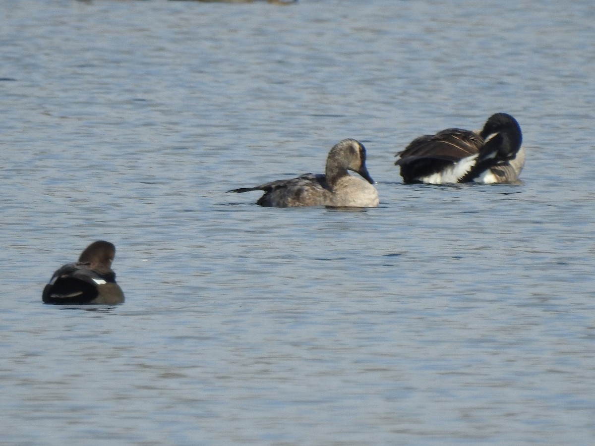 goose sp. - ML646529505