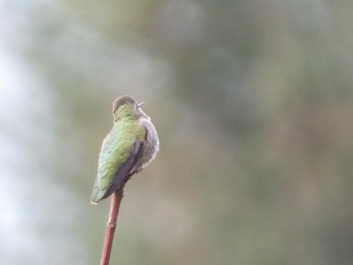 Annakolibri - ML646529506