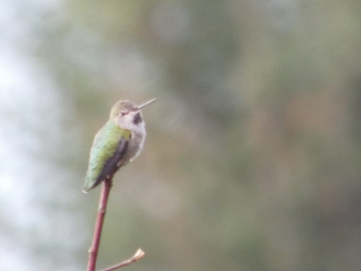 Annakolibri - ML646529508