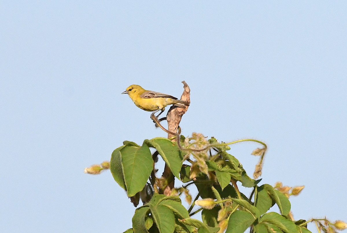 Yellow Penduline-Tit - ML646529512