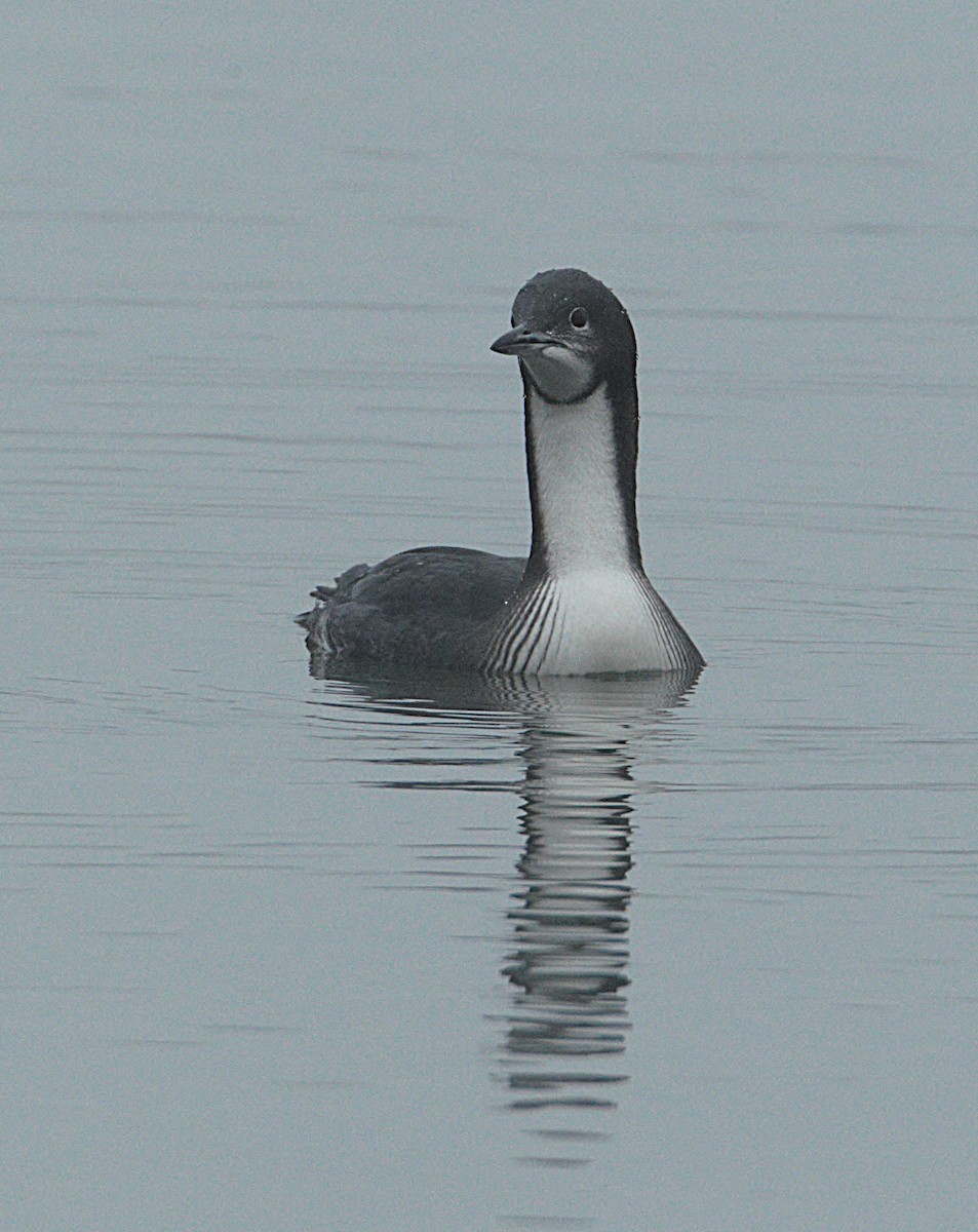 Pacific Loon - ML646529513