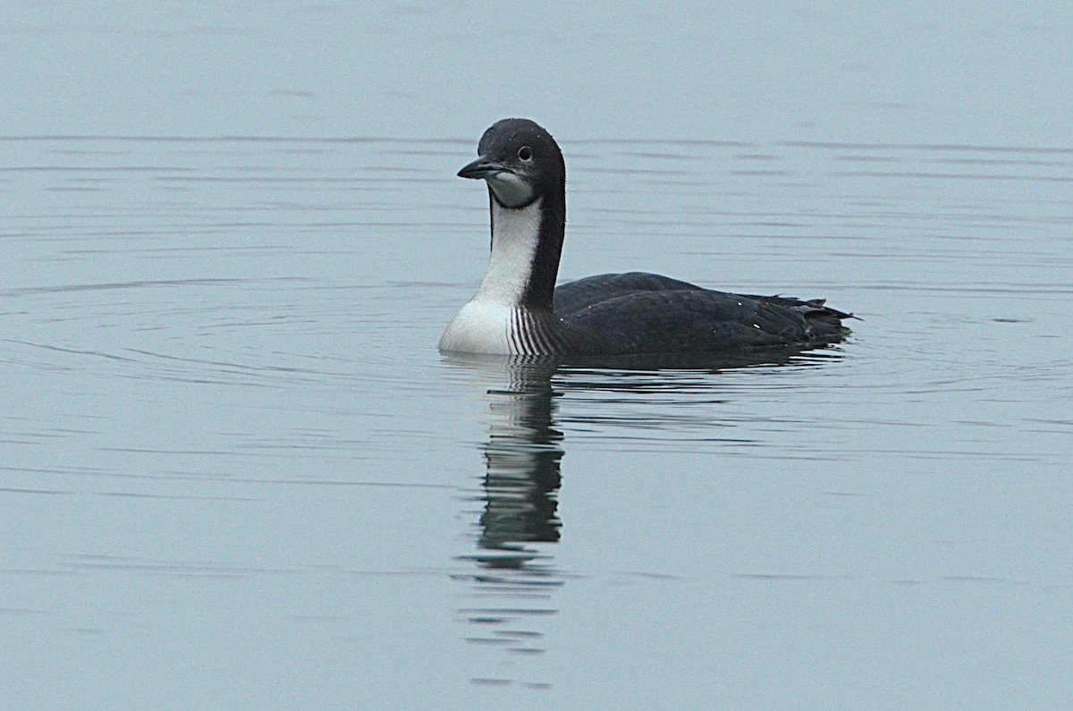 Pacific Loon - ML646529514