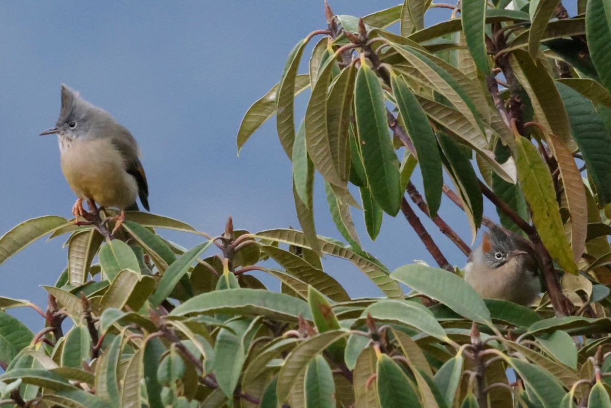 Rufous-vented Yuhina - ML646529515