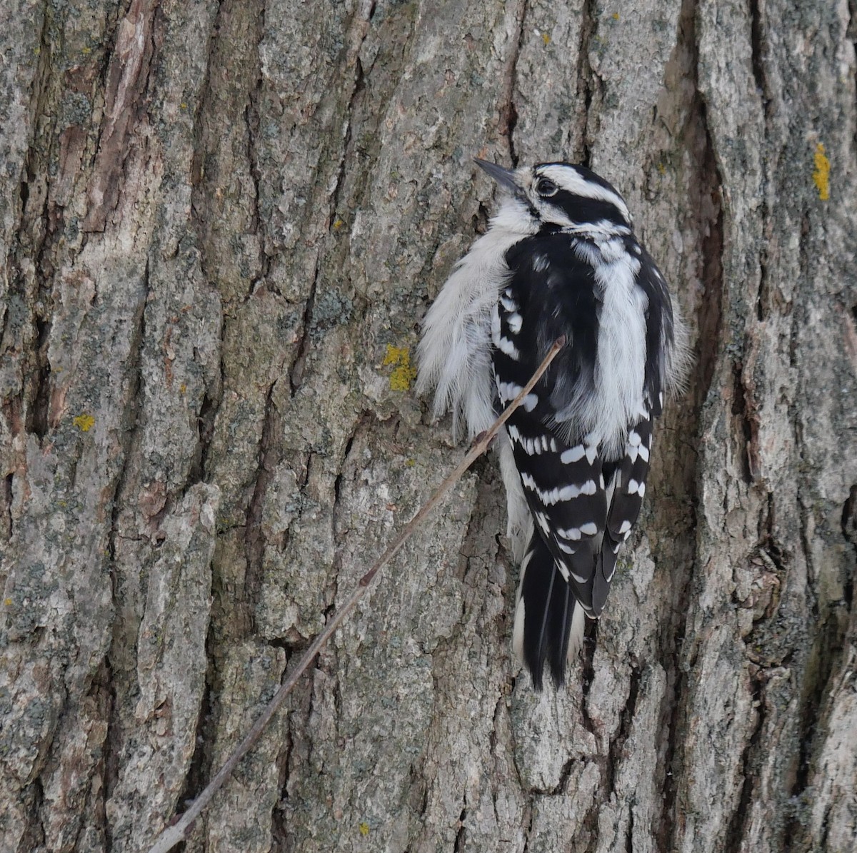 Downy Woodpecker - ML646529516