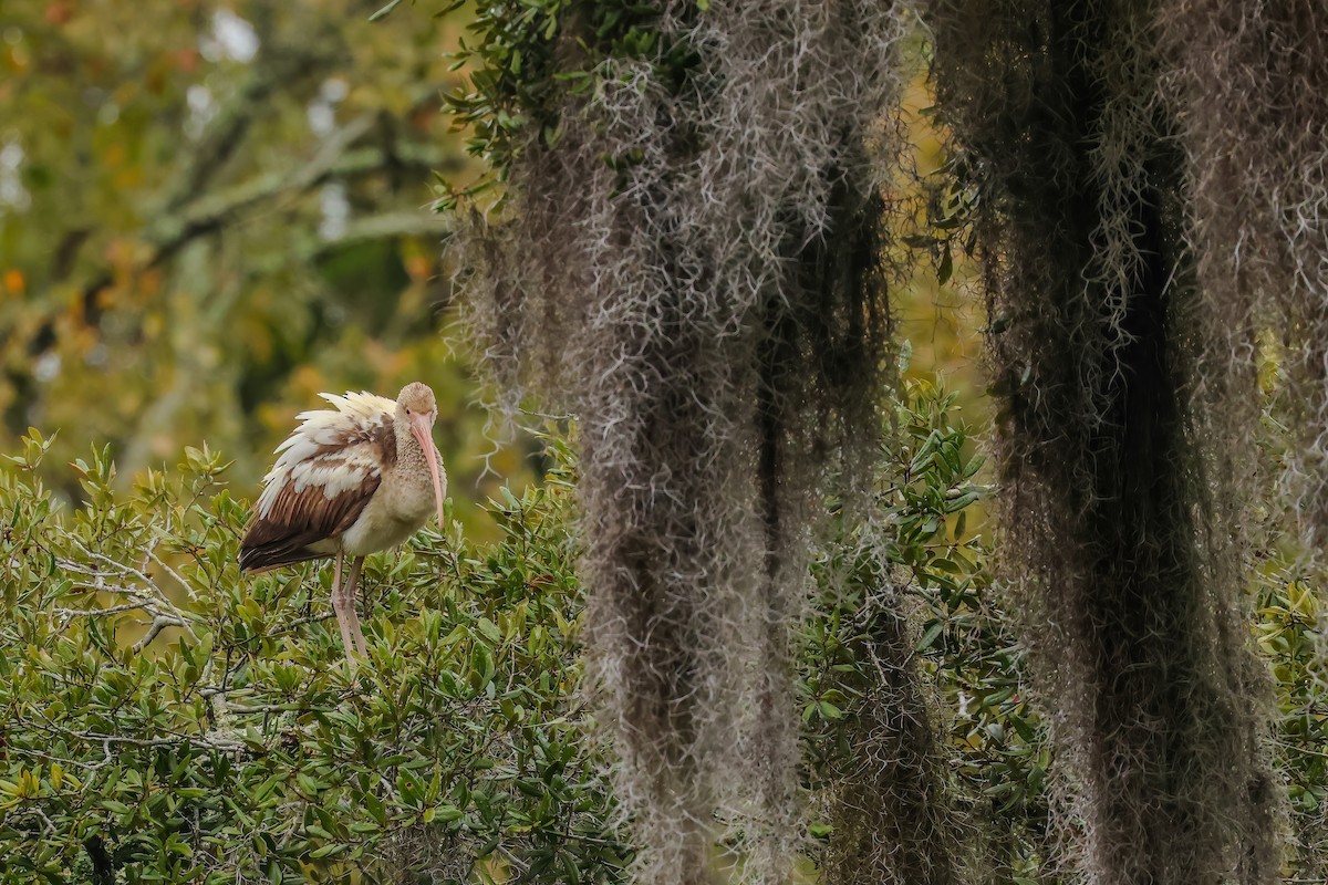White Ibis - ML646529518