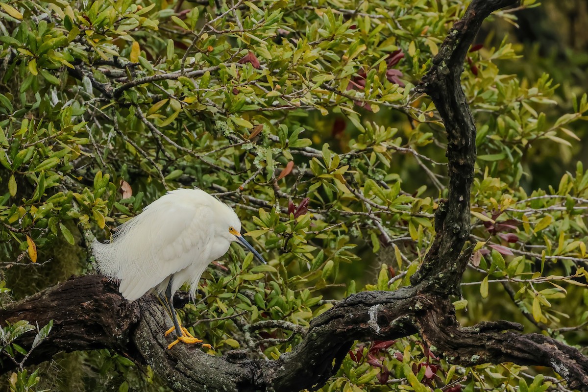 Snowy Egret - ML646529522