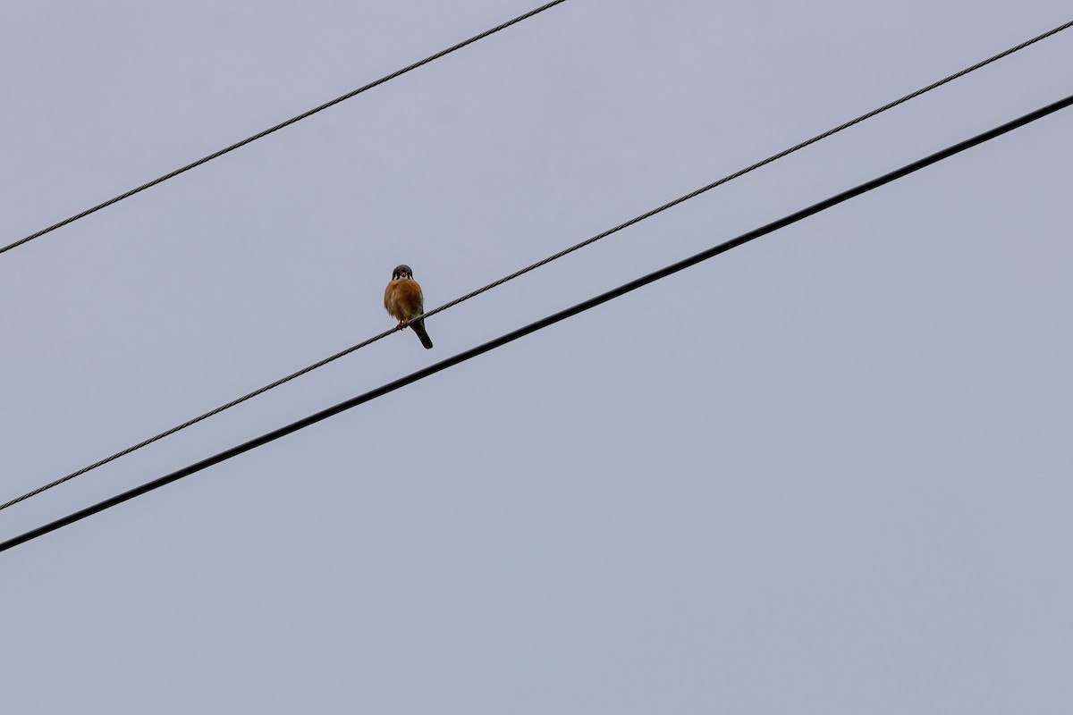 American Kestrel - ML646529526