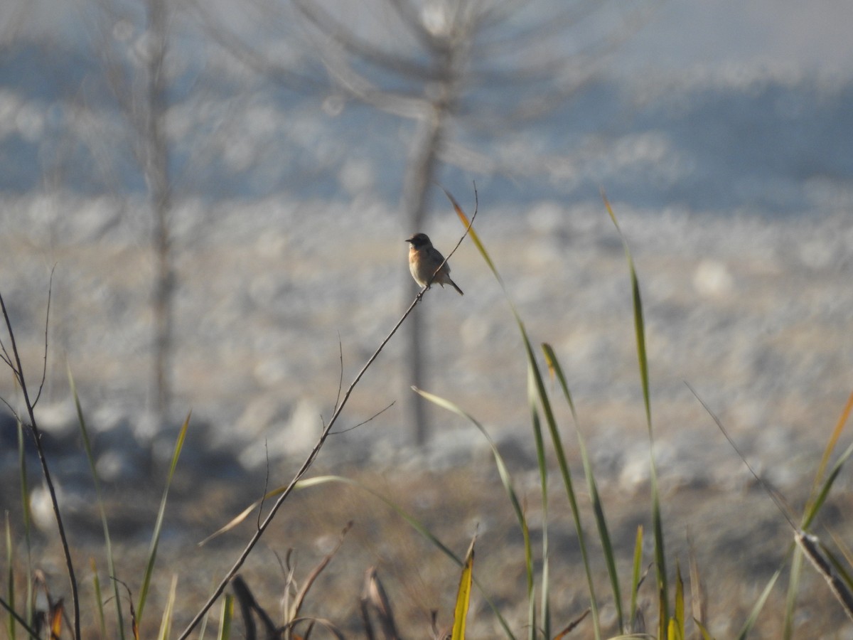 bramborníček sibiřský - ML646529527