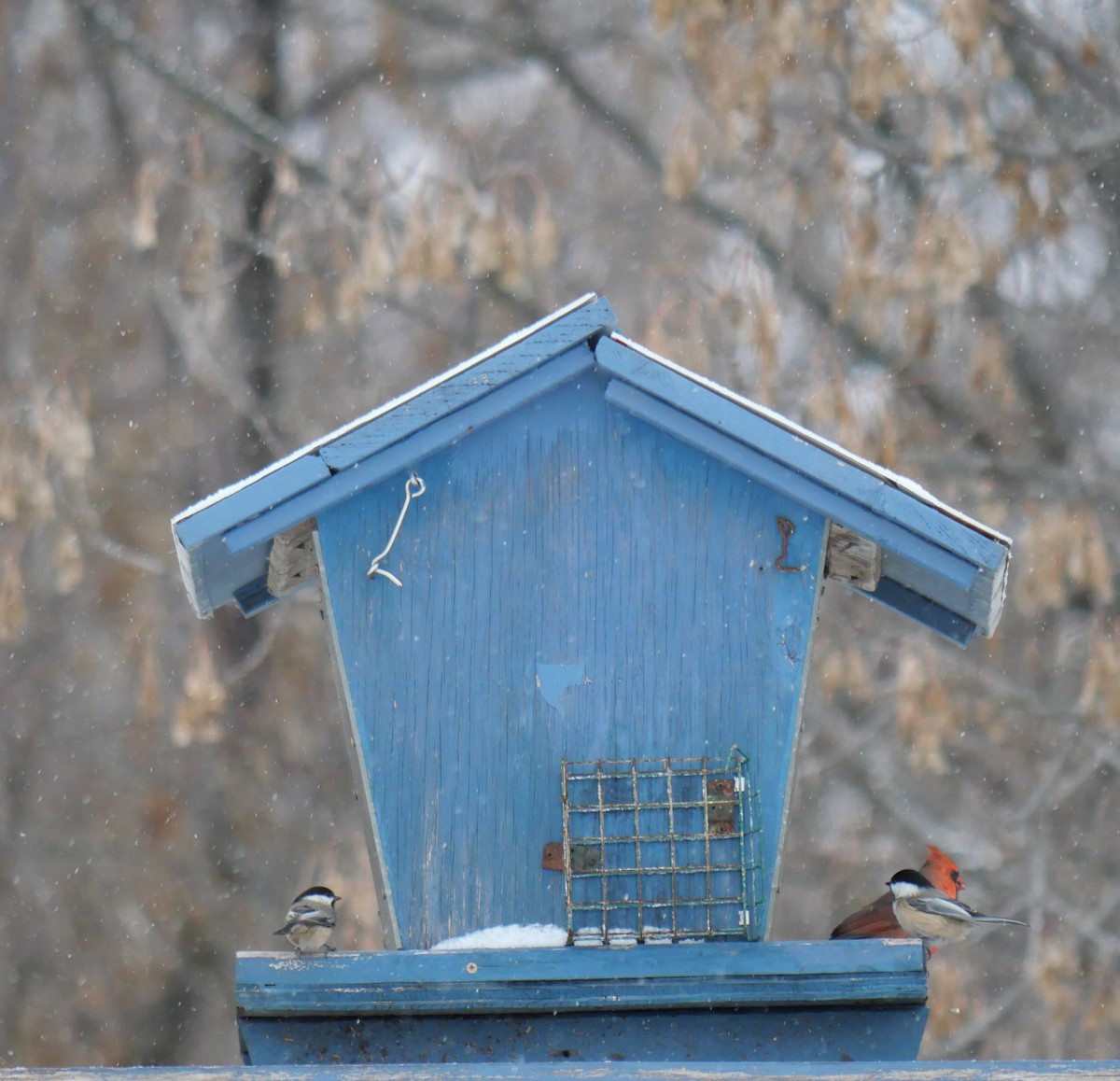 Black-capped Chickadee - ML646529529