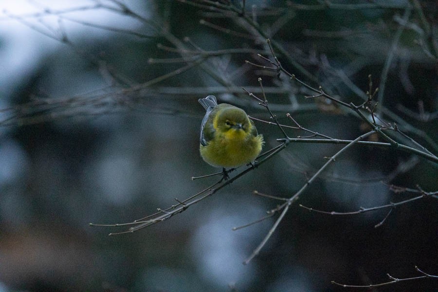 Pine Warbler - ML646529530