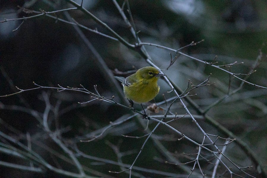 Pine Warbler - ML646529531