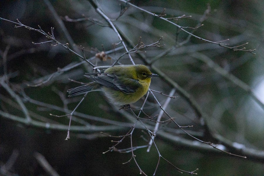Pine Warbler - ML646529532