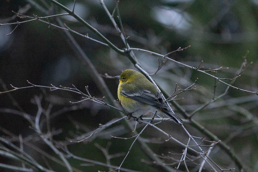 Pine Warbler - ML646529533