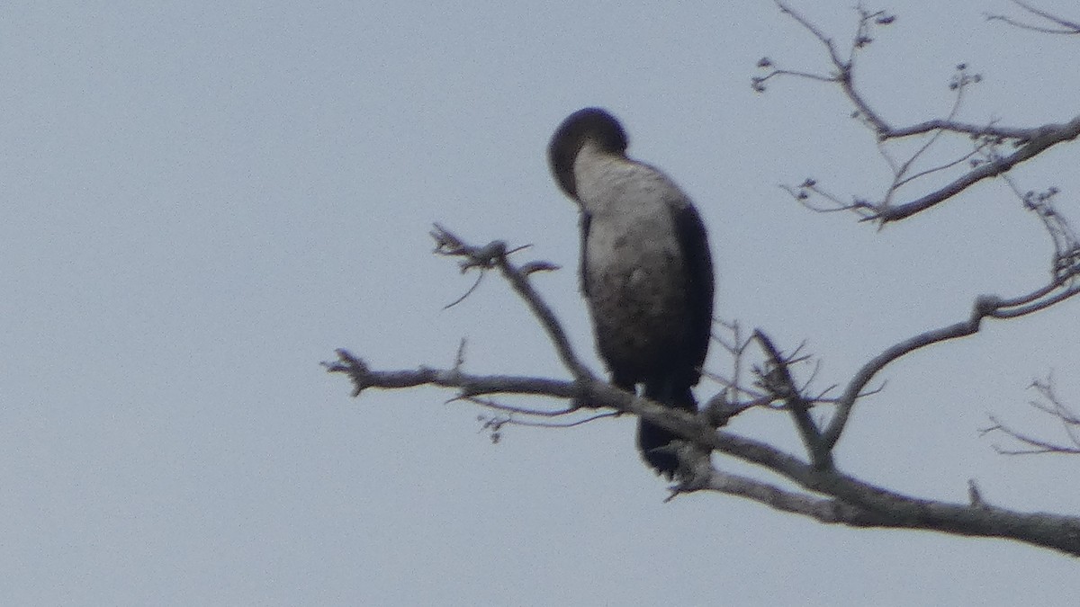 kormorán ušatý - ML646529536