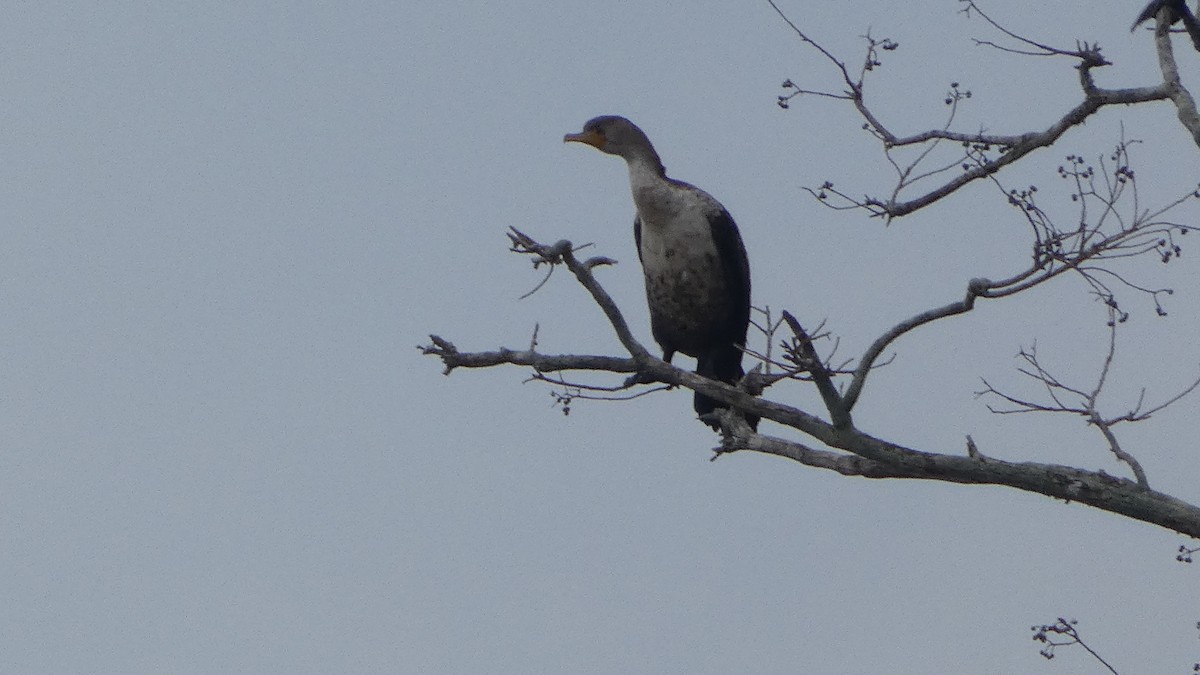 kormorán ušatý - ML646529537