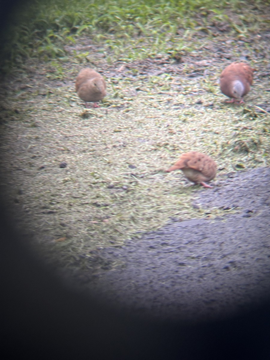 Ruddy Ground Dove - ML646529538