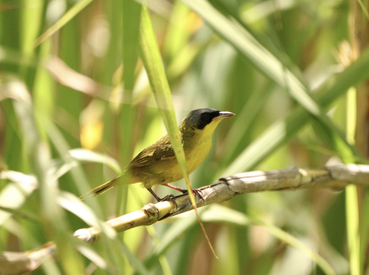 Жовтогорлик східний - ML646529541