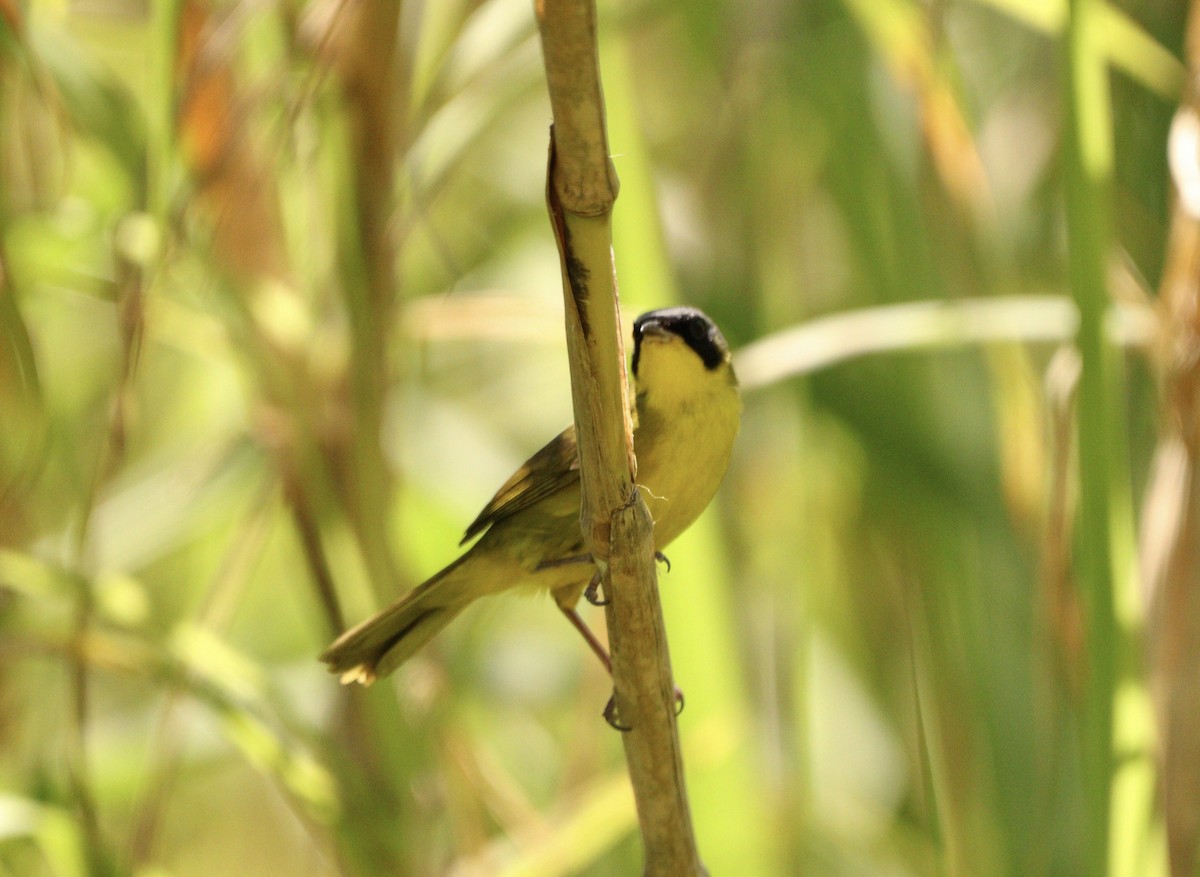 Жовтогорлик східний - ML646529542