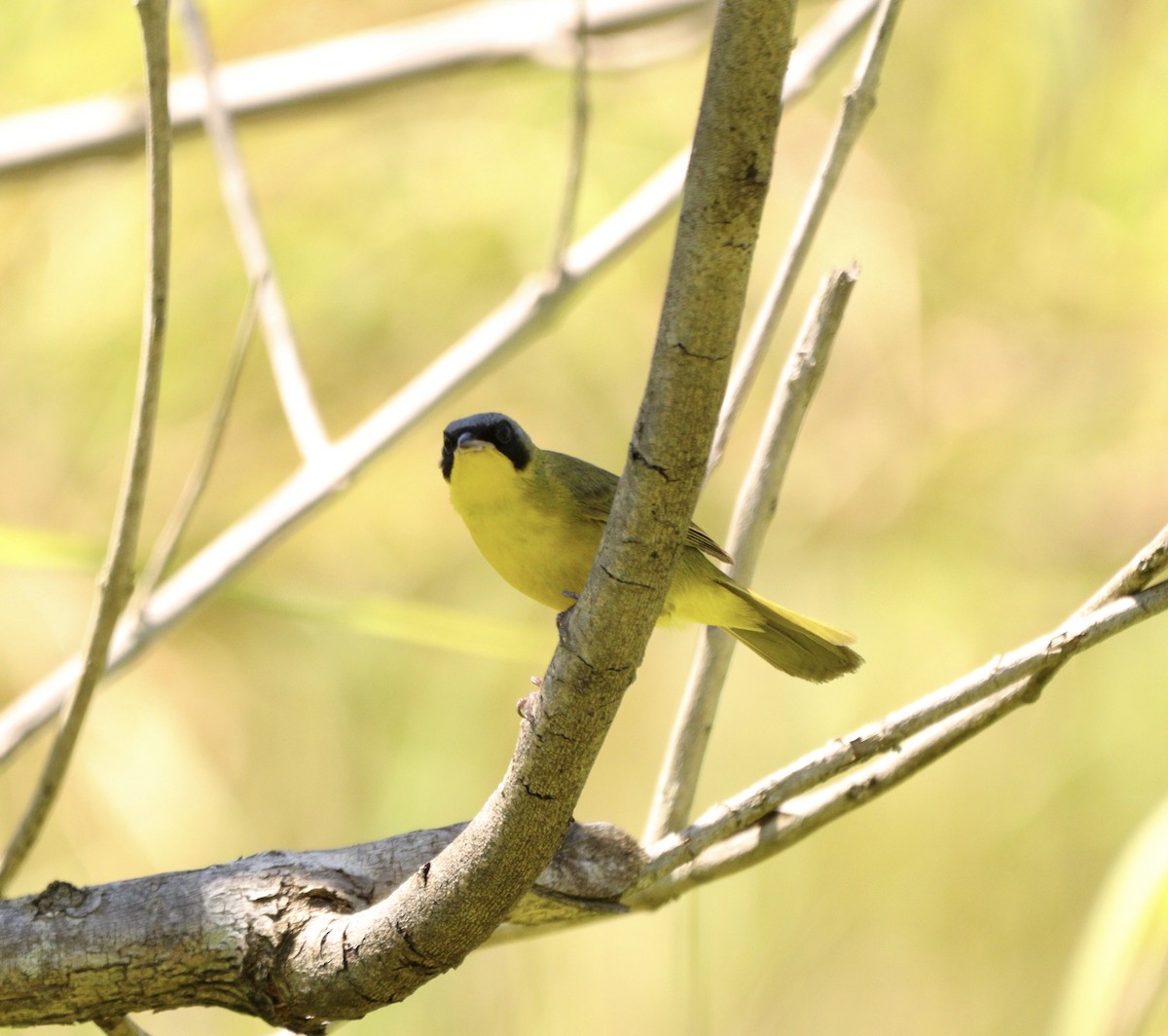 Жовтогорлик східний - ML646529543