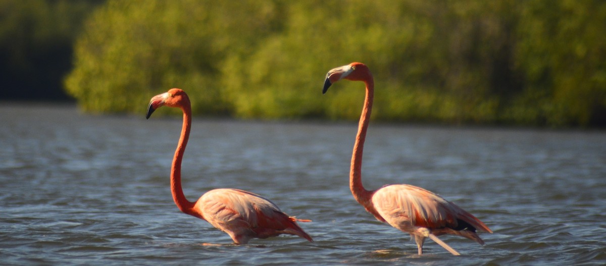 American Flamingo - ML646529545