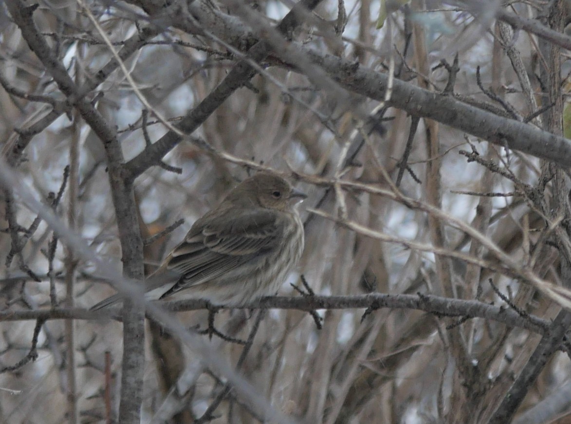 House Finch - ML646529546