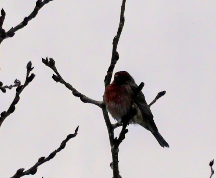 House Finch - ML646529547