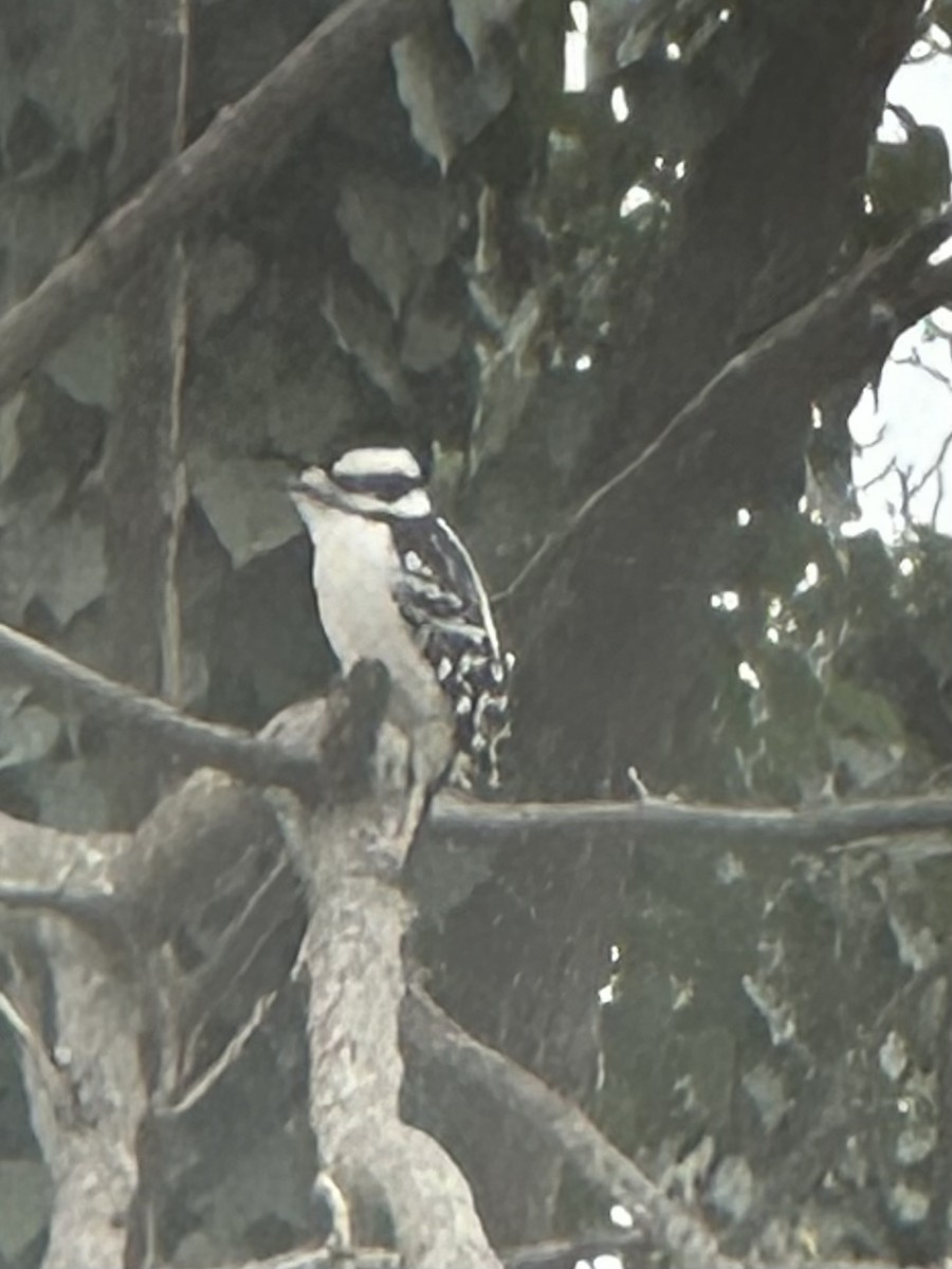 strakapoud osikový - ML646529548