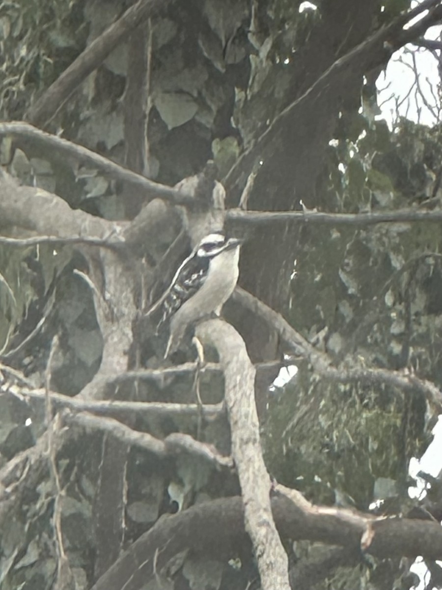 strakapoud osikový - ML646529549