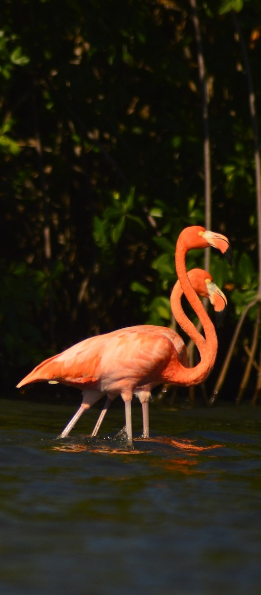 American Flamingo - ML646529557