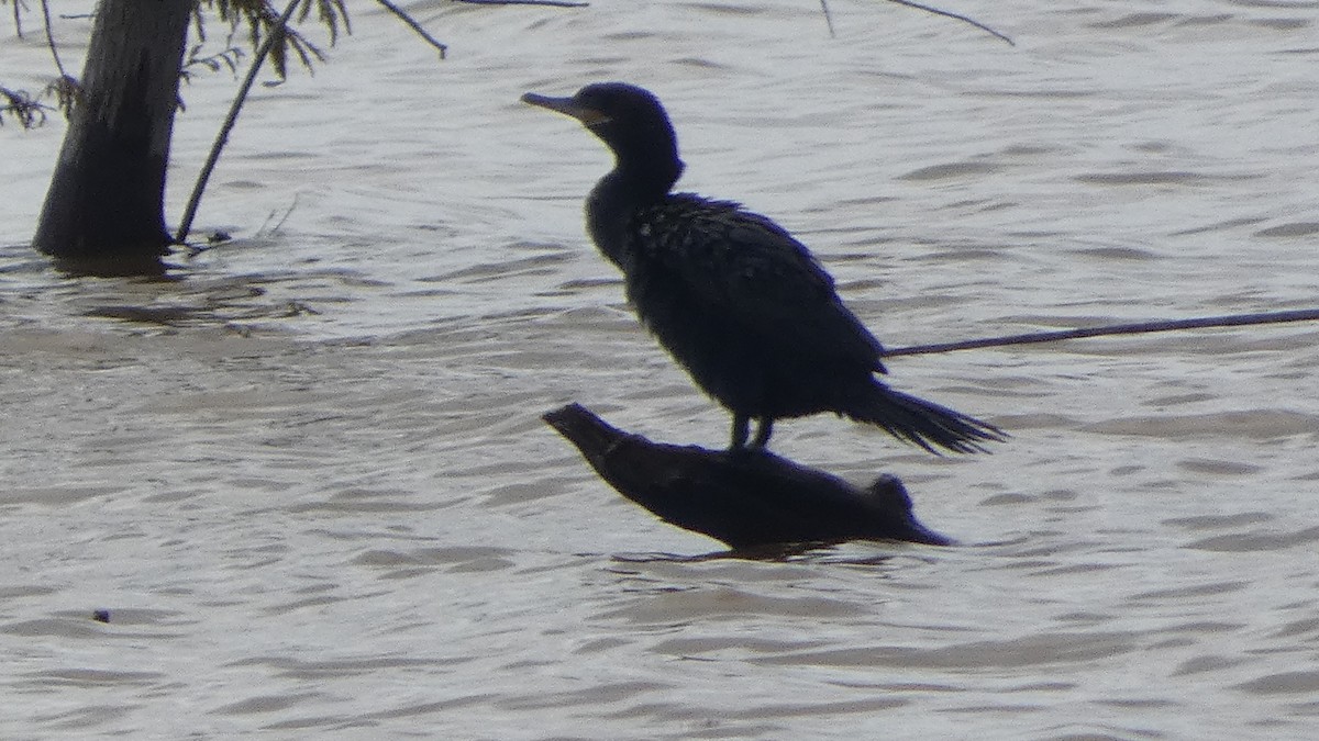 kormorán neotropický - ML646529561