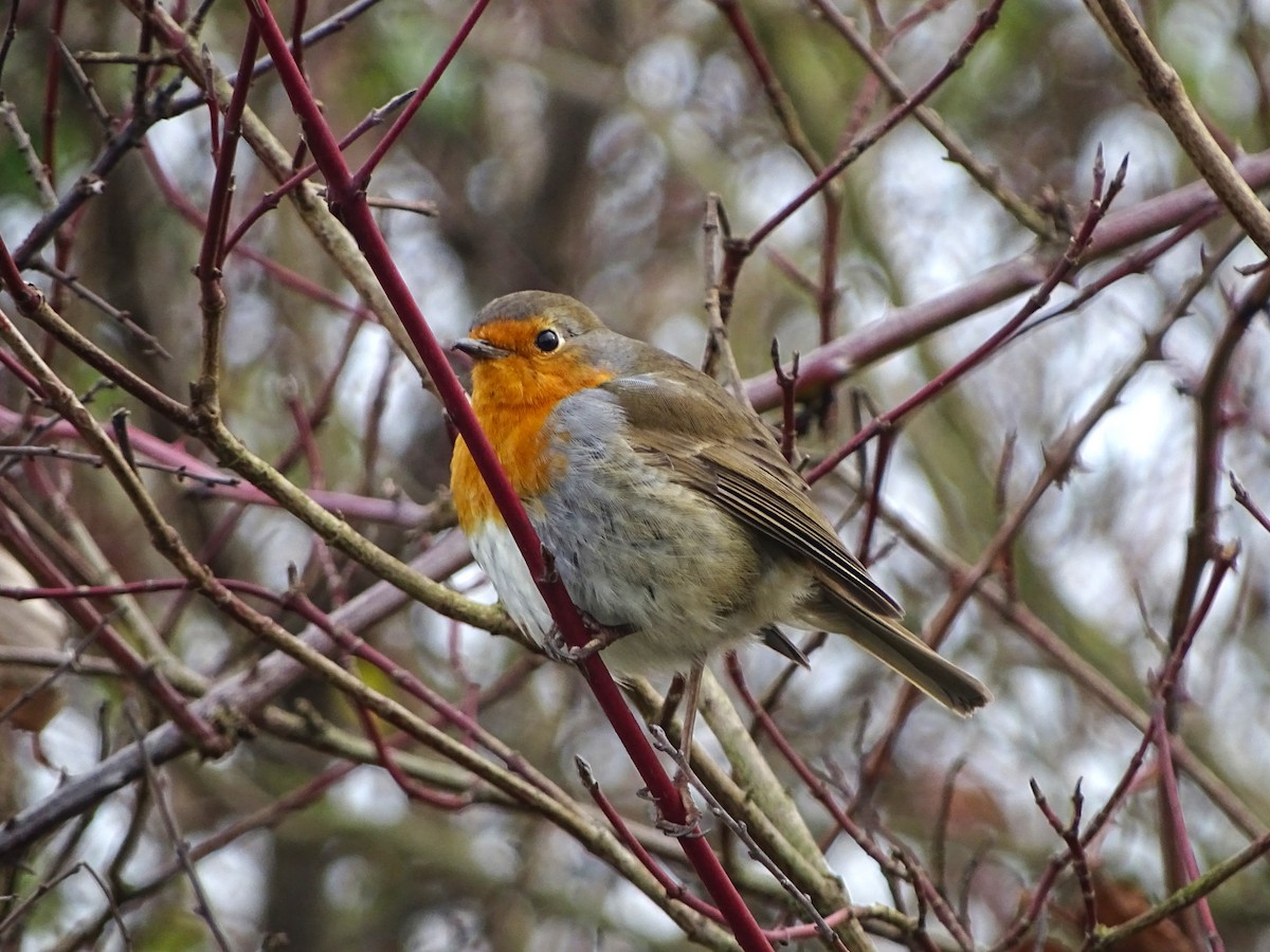 European Robin - ML646529562