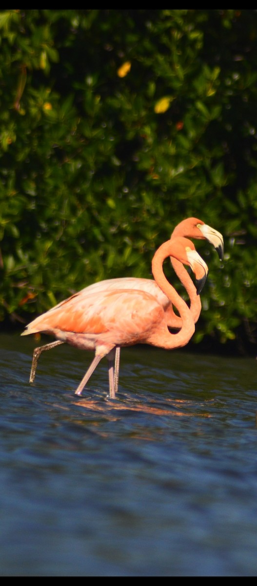 American Flamingo - ML646529564
