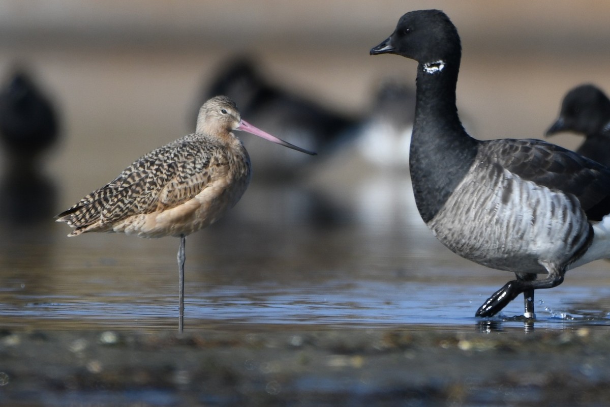 Marbled Godwit - ML646529576