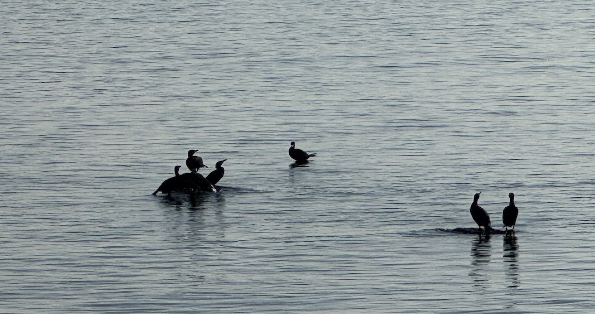 Great Cormorant - ML646529580