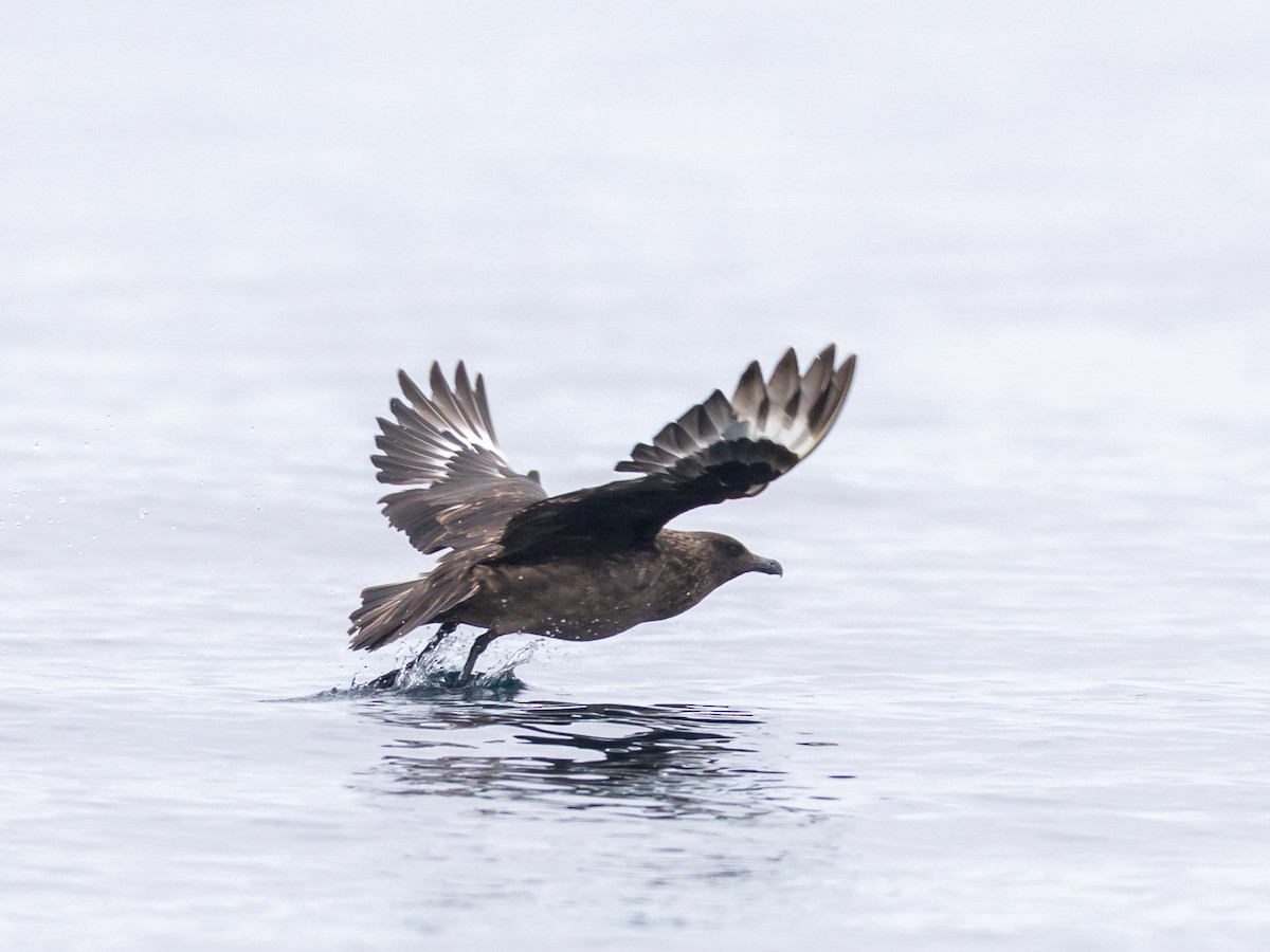 Great Skua - ML646529583