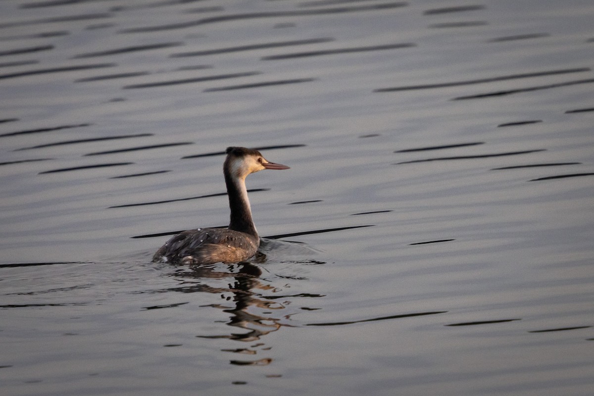 Пірникоза велика - ML646529586