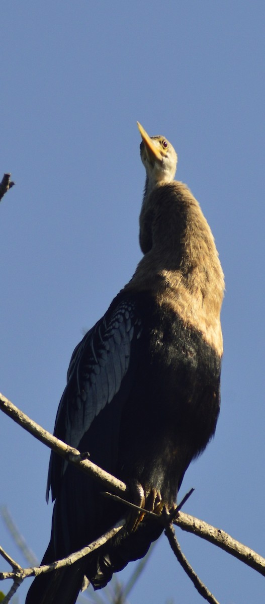 Anhinga - ML646529587