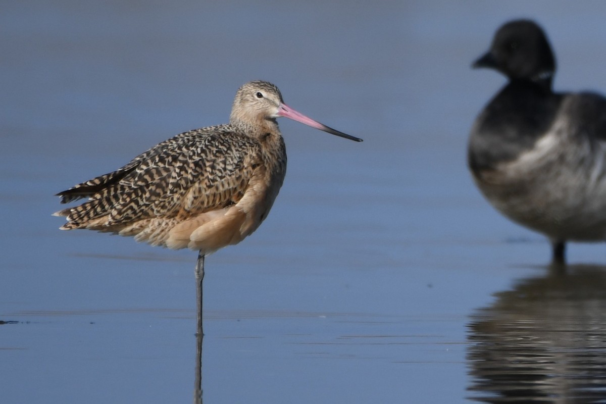 Marbled Godwit - ML646529588