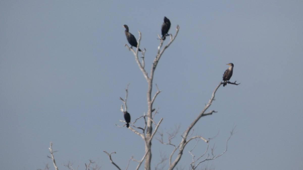 kormorán ušatý/neotropický - ML646529589