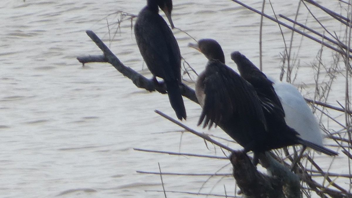 kormorán ušatý/neotropický - ML646529590