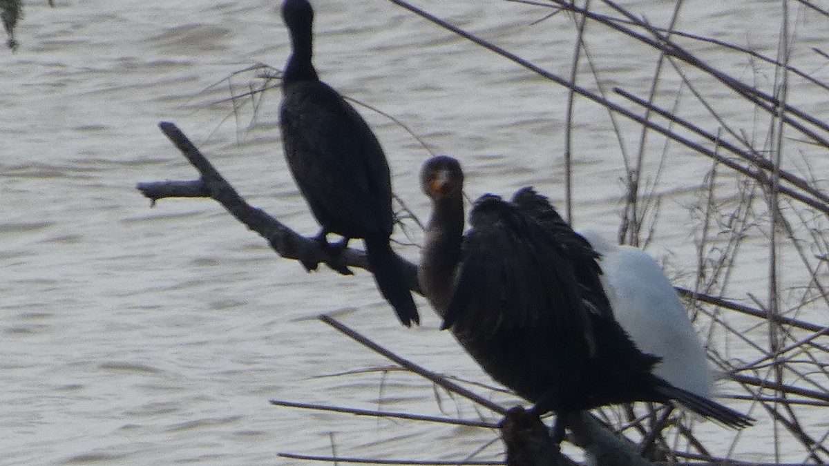 kormorán ušatý/neotropický - ML646529592