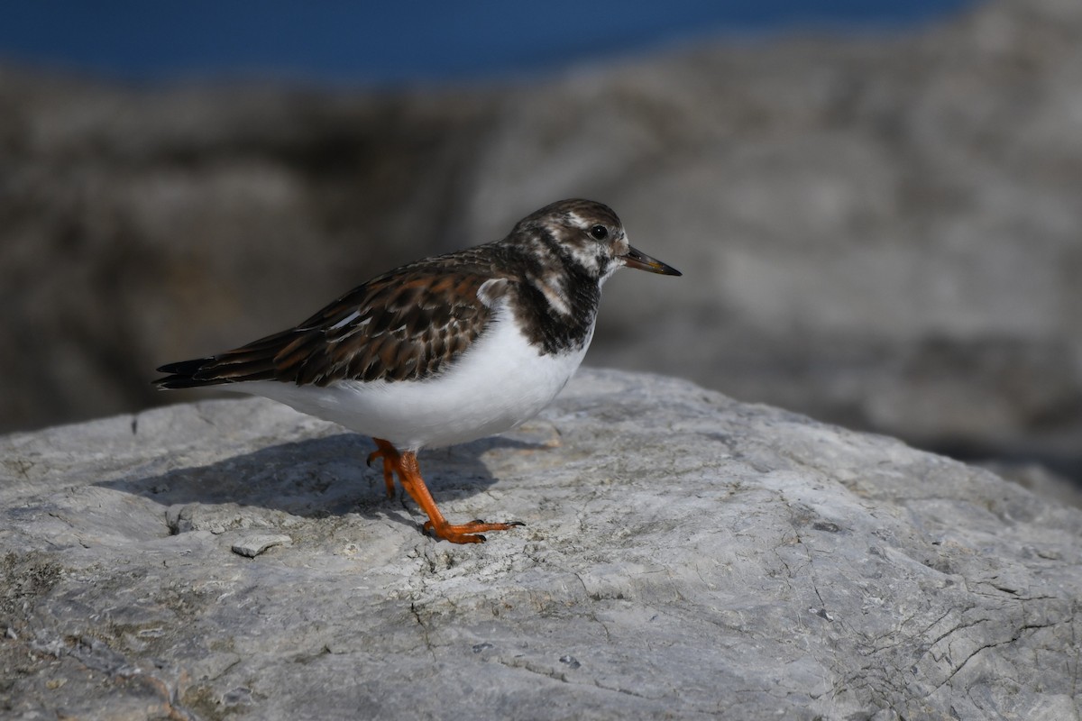 Voltapietre - ML646529600