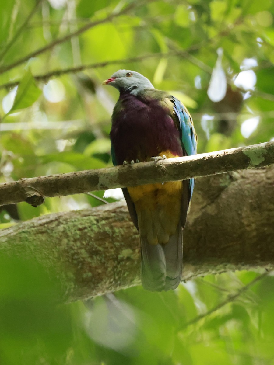 Purpurbrust-Fruchttaube - ML646529601