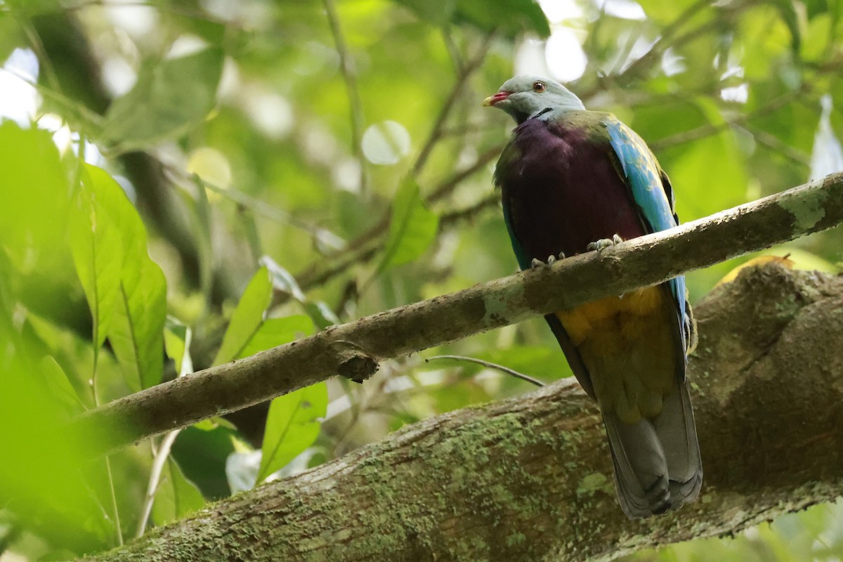 Purpurbrust-Fruchttaube - ML646529602