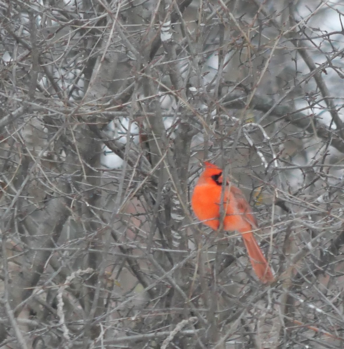Northern Cardinal - ML646529608