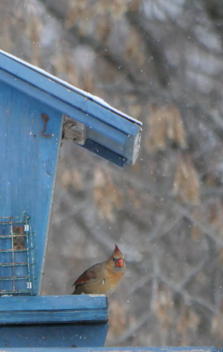 Northern Cardinal - ML646529609