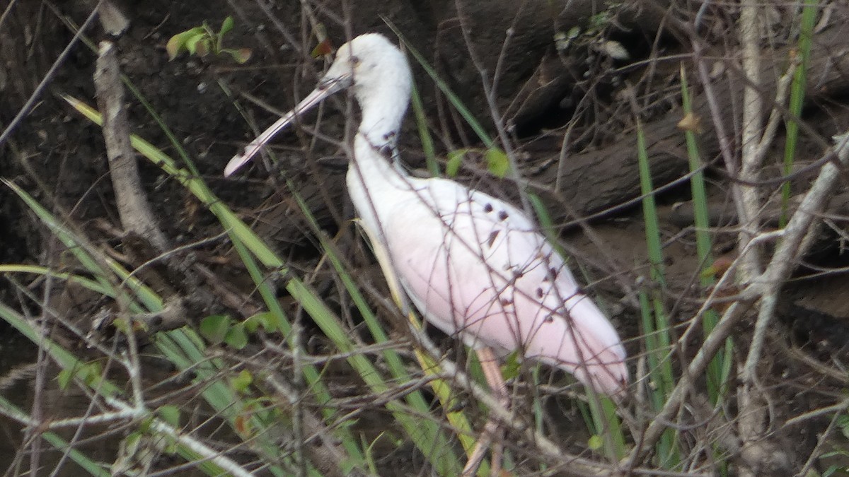 kolpík růžový - ML646529610