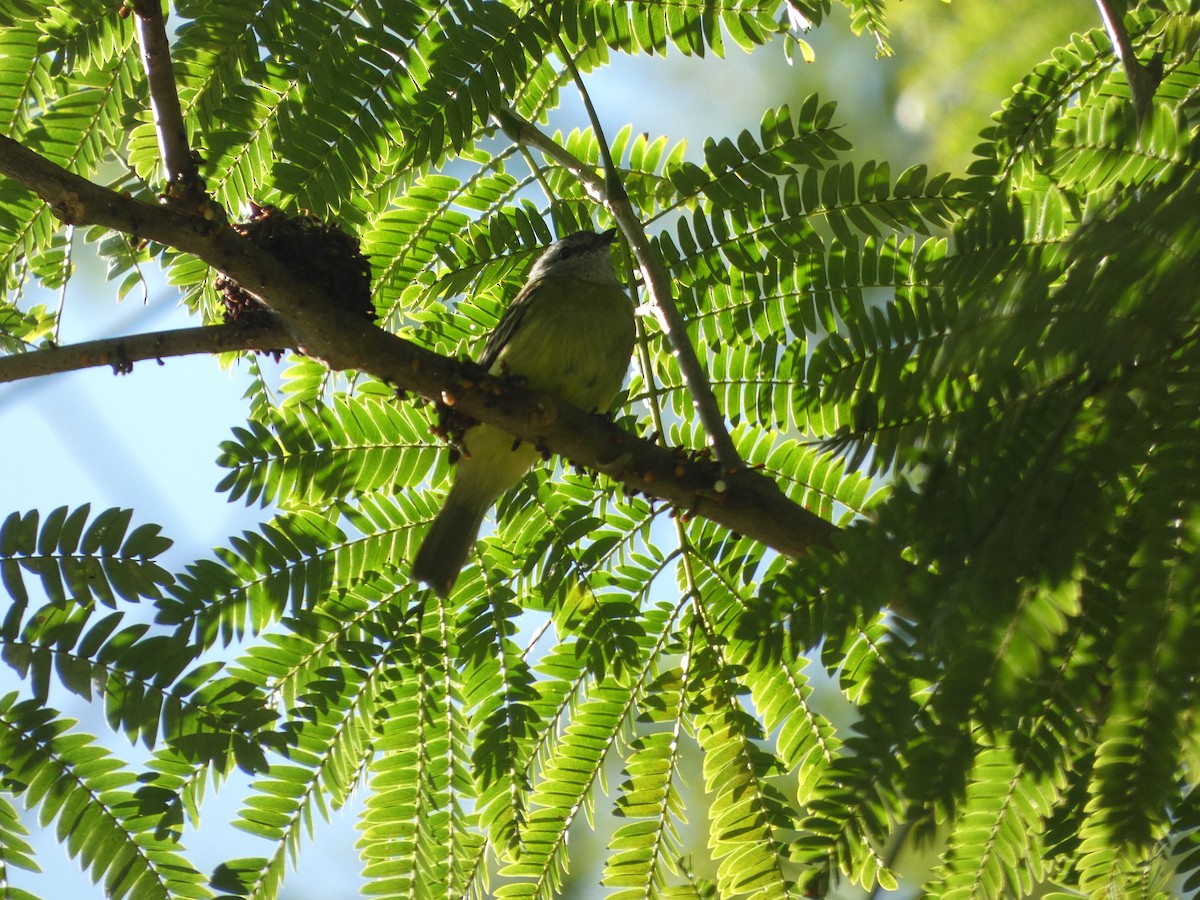 Yellow-crowned Tyrannulet - ML646529614