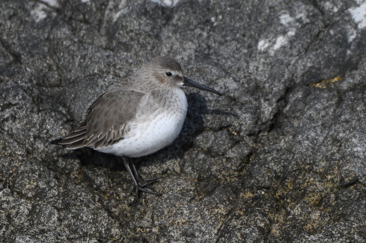 Piovanello pancianera - ML646529620